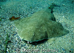 Found this Angelshark right at the beggining of the dive.   by Stephen Holinski 